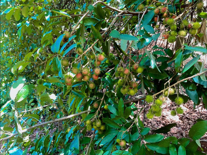 Khách mua chôm chôm ruột vàng chủ yếu ở thành phố, thấy quả lạ nên đặt mua về ăn thử. Ảnh: Facebook
