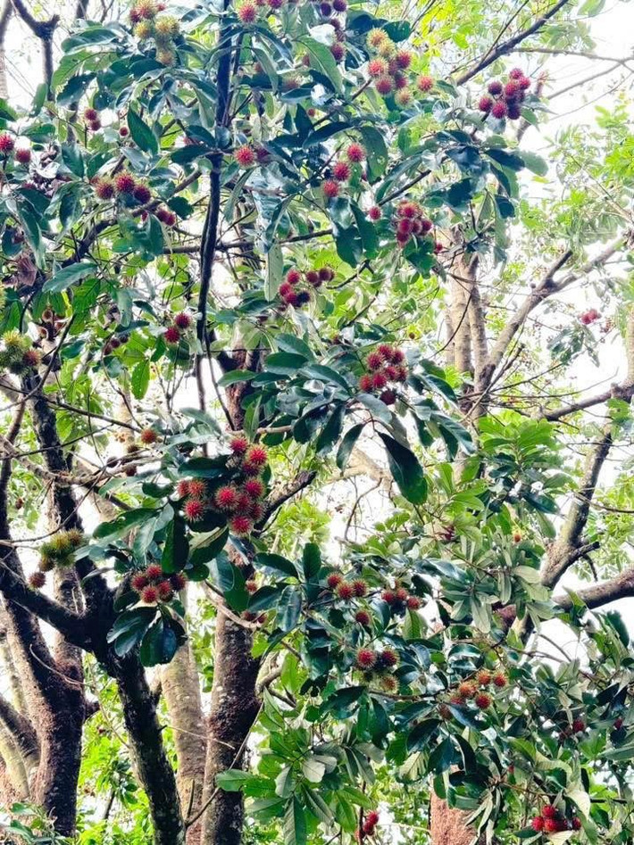 Có thời điểm, giá chôm chôm rừng 50.000 đồng/kg nhưng không phải lúc nào cũng có để mua. Cây chôm chôm rừng khá cao, việc trèo hái quả khá vất vả. Ảnh: Facebook