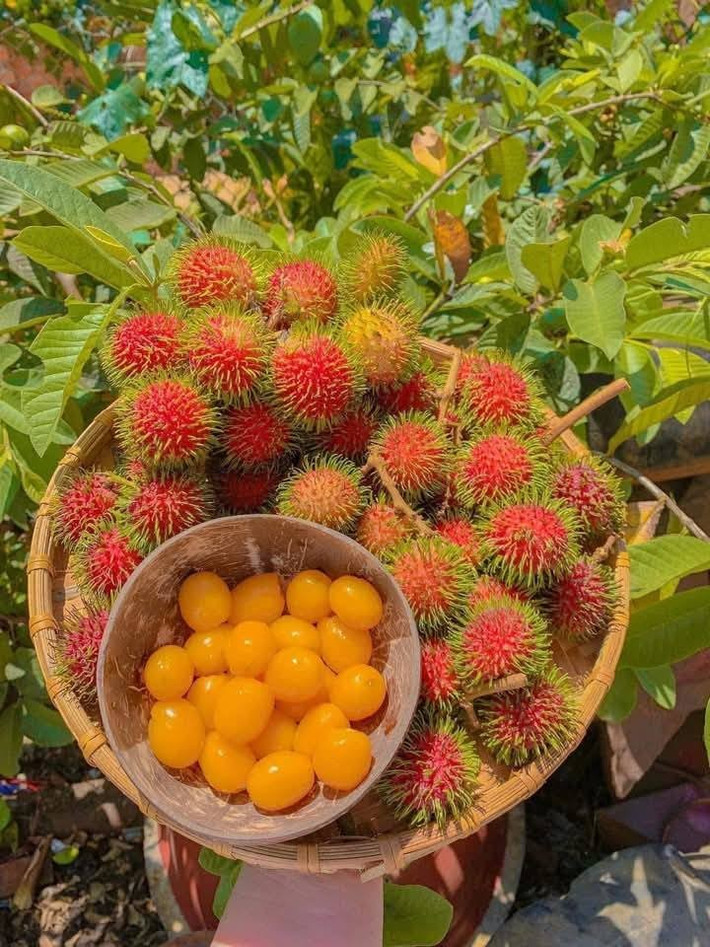 Chôm chôm rừng chỉ có ở Đắk Lắk, hiện đang vào mùa nên giá rẻ hơn đầu mùa. Ảnh: Facebook