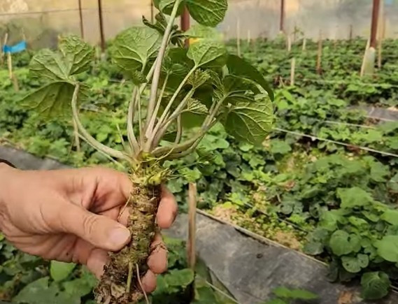 Wasabi được mệnh danh là “vàng xanh” bởi giá trị cao và điều kiện trồng trọt khắt khe. Ảnh: Xuatkhaulaodongthanhgiang