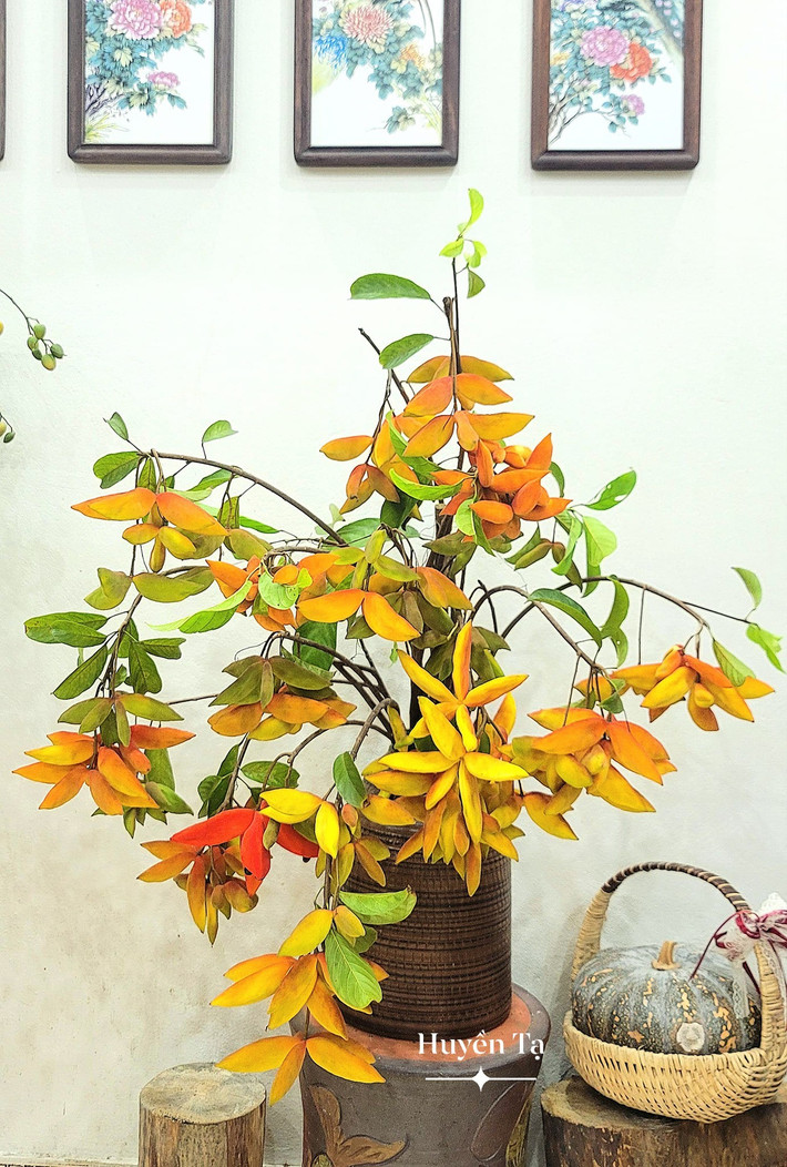 Quả sang trồng trong nhà văn hóa rơi vào tầm mắt của chị Huyền. Ảnh: Huyền Tạ