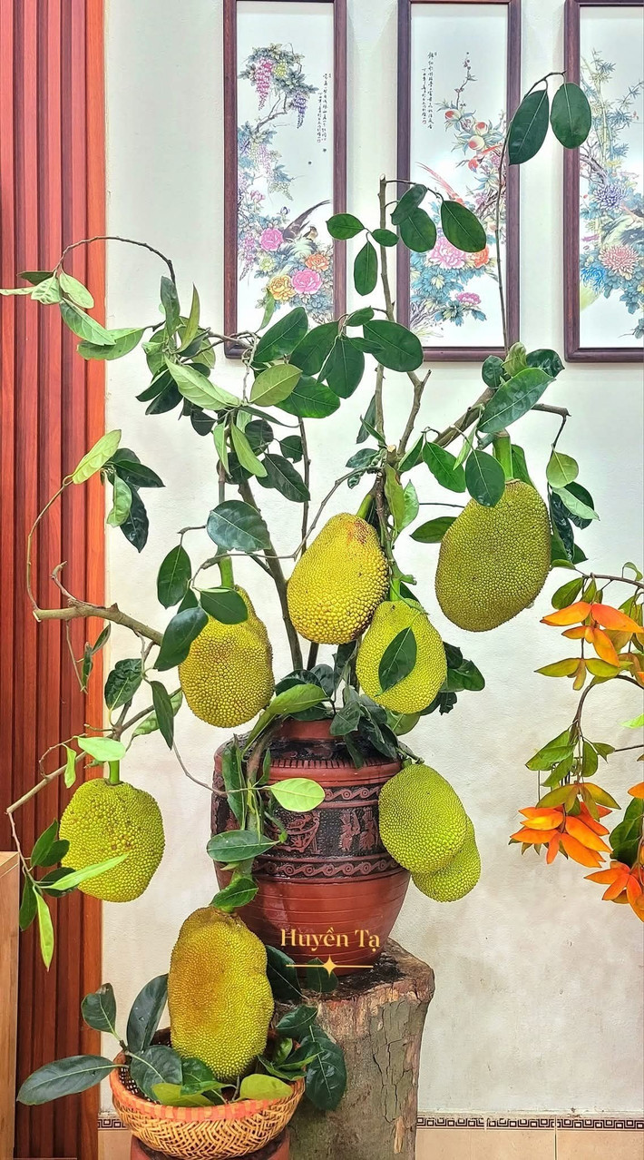 "Bình hoa mít" được chị Huyền hái trong vườn nhà. Ảnh: Huyền Tạ