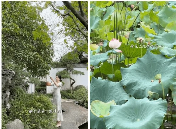 Biệt phủ của Đào Hỷ Nhi còn có ao sen, khi đến mùa cô còn hái sen để ướp trà. Ảnh: Sohu