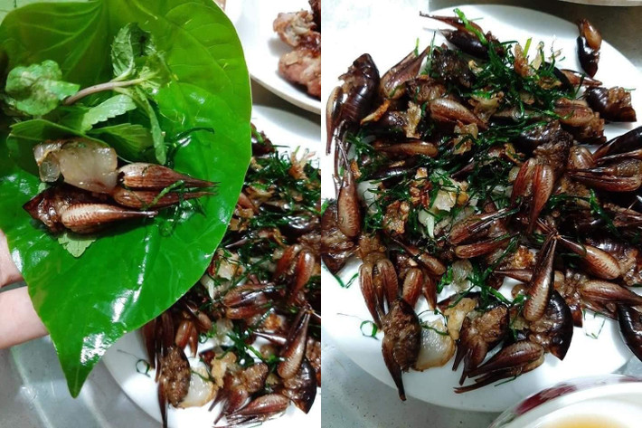 Loài tôm này thường được chế biến thành món nhậu như rang lá gừng, lá chanh hoặc lá lốt, lá mắc mật. Ảnh: Vietnamnet