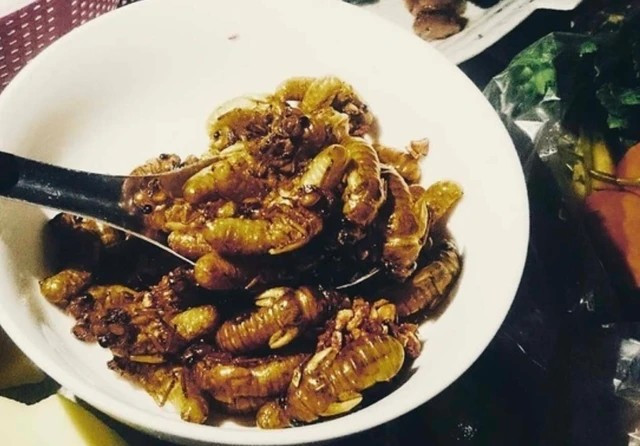 Ngoài ra, nhộng ve sầu có thể chiên bột, xào gốc hành (hoặc củ hành), nấu cháo nước cốt dừa... Ảnh: Người đưa tin