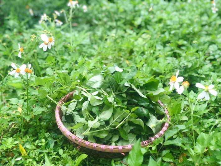 Ngày nay, nhiều hộ gia đình trồng xuyến chi tại vườn hoặc xen canh ruộng để thu hoạch quanh năm. Ảnh: Facebook