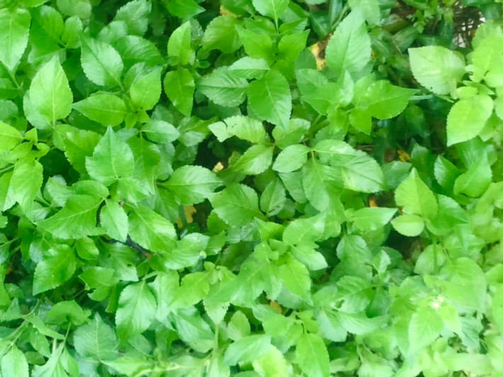 Trên chợ mạng, rau xuyến chi được rao bán khoảng 30.000 – 40.000 đồng/kg, thậm chí có nơi rao bán tới 70.000 đồng/kg. Ảnh: Facebook