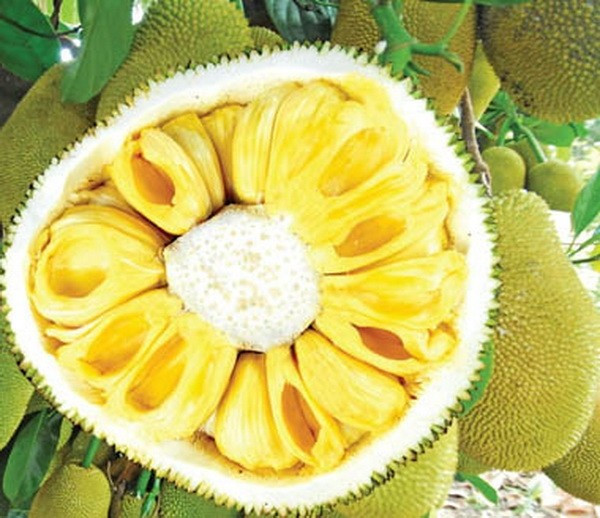 Khi đã chín hoàn toàn, vỏ mít màu xanh, không có mùi thơm nồng nặc như các giống mít thông thường. Ảnh: Vietnamplus
