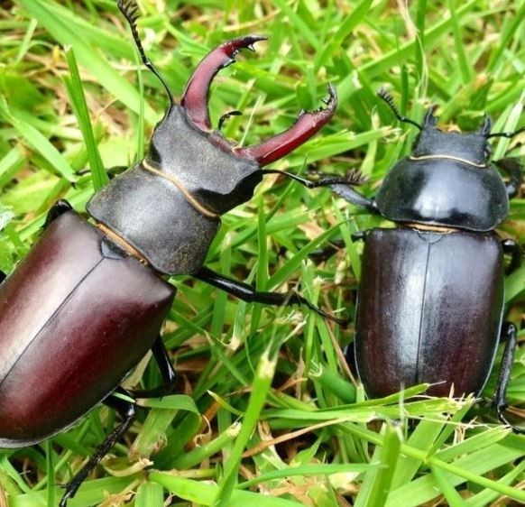 Stag Beetle là một trong số 1.200 loài côn trùng thuộc họ nhà Lucanidae, được nhận biết với chiếc sừng lớn màu đỏ trên đầu. Ảnh: Internet