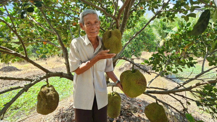 Người dân địa phương coi đây là giống mít lạ bởi trái mít này có thể nặng hơn 20 kg, giá bán lên tới 40.000 - 50.000 đồng/kg. Ảnh: Kinhtedothi