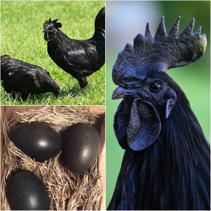 Do sự quý hiếm và độc đáo, trứng gà Ayam Cemani cũng có giá cao, khoảng 500.000 - 1.000.000 đồng/quả. Ảnh: iRoamly Travel