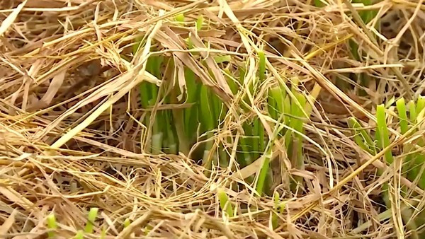 Cây hẹ gieo hạt một lần, chăm gốc tốt, có thể cắt bán suốt chục năm mới trồng lại. Ảnh: Dân Việt
