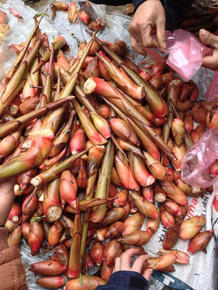 Mầm thảo quả màu trắng ngà hoặc hồng nhạt, thân mềm, hương tỏa ra khi bóp nhẹ. Ảnh: Facebook