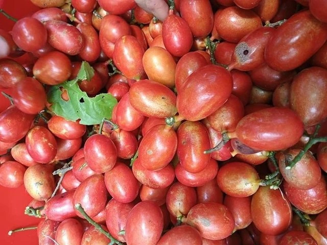 Quả máu chín rộ vào cuối tháng 6, đầu tháng 7. Khi còn non, chùm quả máu trông như nho xanh, khi quả chín chuyển từ hồng nhạt sang đỏ tươi rồi tím đen. Ảnh: Người đưa tin
