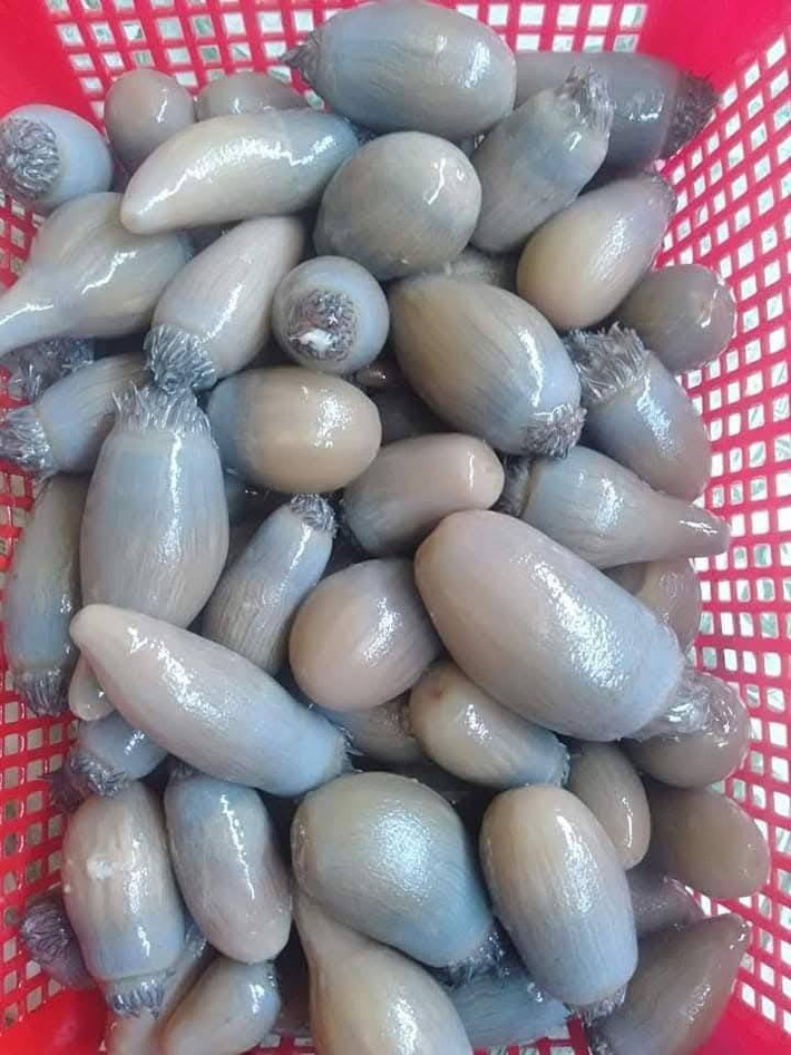 Trước kia, rum biển ít được mọi người biết đến, thậm chí bị bỏ qua. Nhưng vài năm gần đây, rum biển trở thành một trong những đặc sản được săn đón bậc nhất, giá bán lên tới 200.000 đồng/kg vào dịp cao điểm. Ảnh: Báo Nghệ An