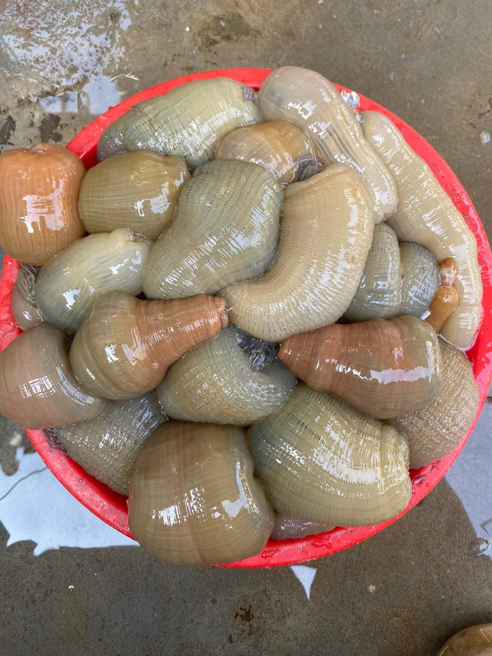 Nhìn "nổi da gà" nhưng rum biển là đặc sản độc nhất vô nhị tại vùng biển Diễn Châu (Nghệ An) được nhiều người săn lùng. Ảnh: Facebook
