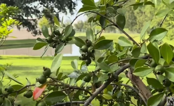 Trong video, Hoài Linh hào hứng giới thiệu nhiều loại cây anh trồng tại khu vườn. Ảnh chụp màn hình