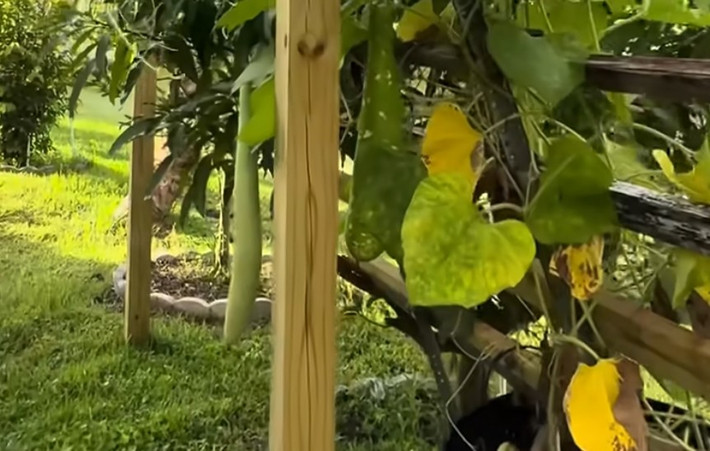 Trái bầu dài, lúc lỉu trên giàn. Ảnh chụp màn hình