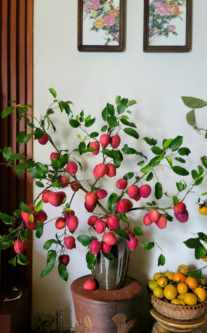 Bên cạnh đó, nhờ ngoại hình bắt mắt, táo cherry còn được buộc trên cành cây để trang trí nhà. Ảnh: FB Huyền Tạ