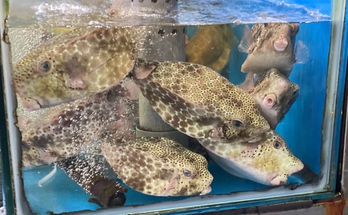 Giá cá bò hòm tươi sống tại ghe ở Nha Trang khoảng 1,5 triệu đồng/kg (đối với loại nhỏ chỉ khoảng 300g/con). Ảnh: Facebook