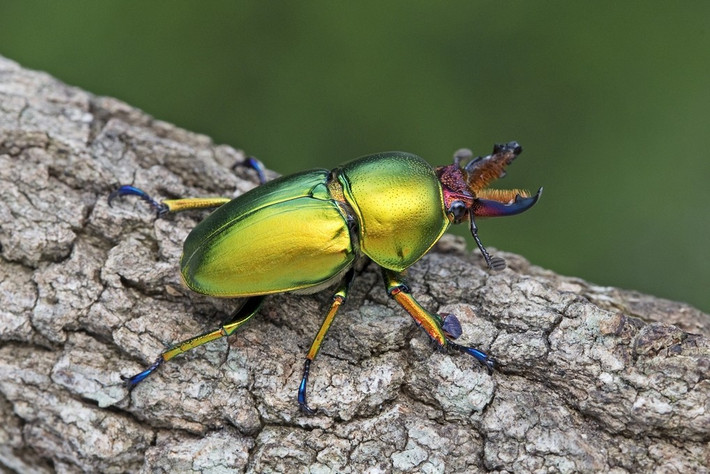 Bọ cánh cứng Stag Beetle phổ biến ở miền nam nước Anh. Chúng được tìm thấy ở thung lũng Severn và các khu vực ven biển phía tây nam. Ở những nơi khác, Stag Beetle cực kỳ hiếm hoặc thậm chí tuyệt chủng. Ảnh: Internet