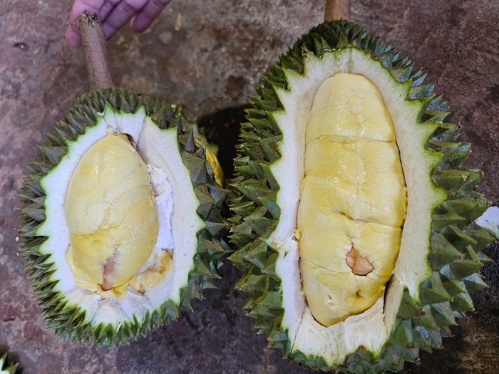 Không chỉ rớt giá, nhiều thương lái chẳng mặn mà với sầu riêng Musang King. Lý do được chủ vựa đưa ra là loại quả này bị sượng nước nhiều, vị đắng, khách hàng chê. Ảnh: Tiền phong
