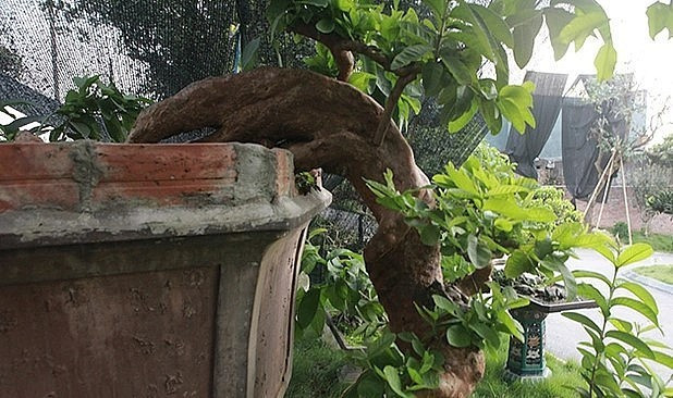 Nếu tính năm, cây ổi này khoảng 70 năm tuổi. Nhiều cây ổi tuổi đời cao hơn nhưng không nổi u cục như tác phẩm này. Ảnh: Dân Việt