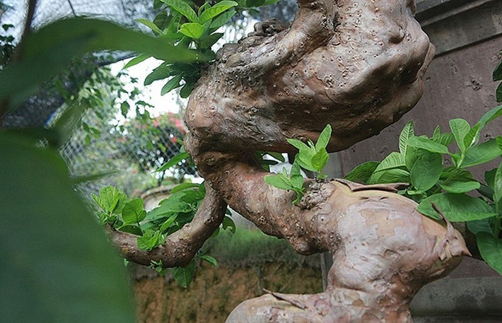 Theo ông Dũng, cây ổi có nguồn gốc từ Tuyên Quang, mọc ở bờ rào, sống ở môi trường khắc nghiệt nên cây mới nổi u cục như vậy. Ảnh: Thuonghieusanpham