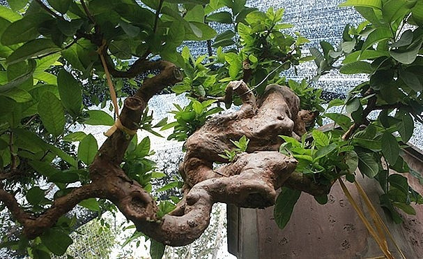 Một trong số đó phải kể đến tác phẩm ổi bonsai dáng thác đổ được coi đẹp nhất Việt Nam của ông Bùi Đức Dũng (TP. Việt Trì, Phú Thọ). Ảnh: Người đưa tin