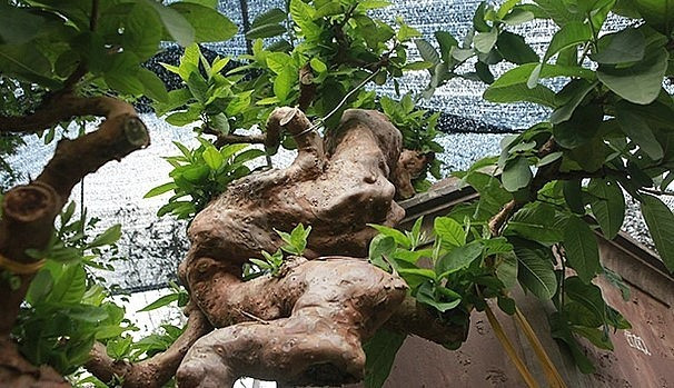 Thời điểm thị trường cây cảnh “sốt” giá, tác phẩm ổi bonsai này từng được trả tới 900 triệu đồng nhưng ông Dũng không bán. Ảnh: Thuonghieusanpham