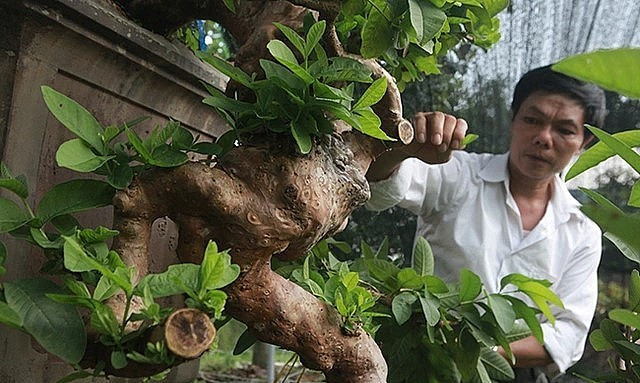 Toàn thân cây nổi u cục hiếm có. Ảnh: Thuonghieusanpham