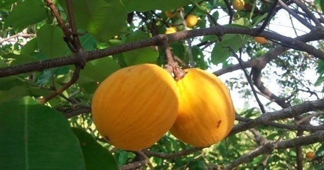 Nhiều người ví mùi gùi giống mít tố nữ, còn vị lai giữa măng cụt và chanh dây. Vỏ càng vàng đậm thì vị càng ngọt và ít chua hơn. Ảnh: Internet