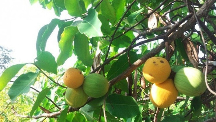 Trái gùi mọc hoang dã chủ yếu ở vùng núi Tri Tôn và Tịnh Biên. Khi còn non, gùi có lớp vỏ màu xanh sẫm, nhiều nhựa, vị đắng chát. Ảnh: Facebook