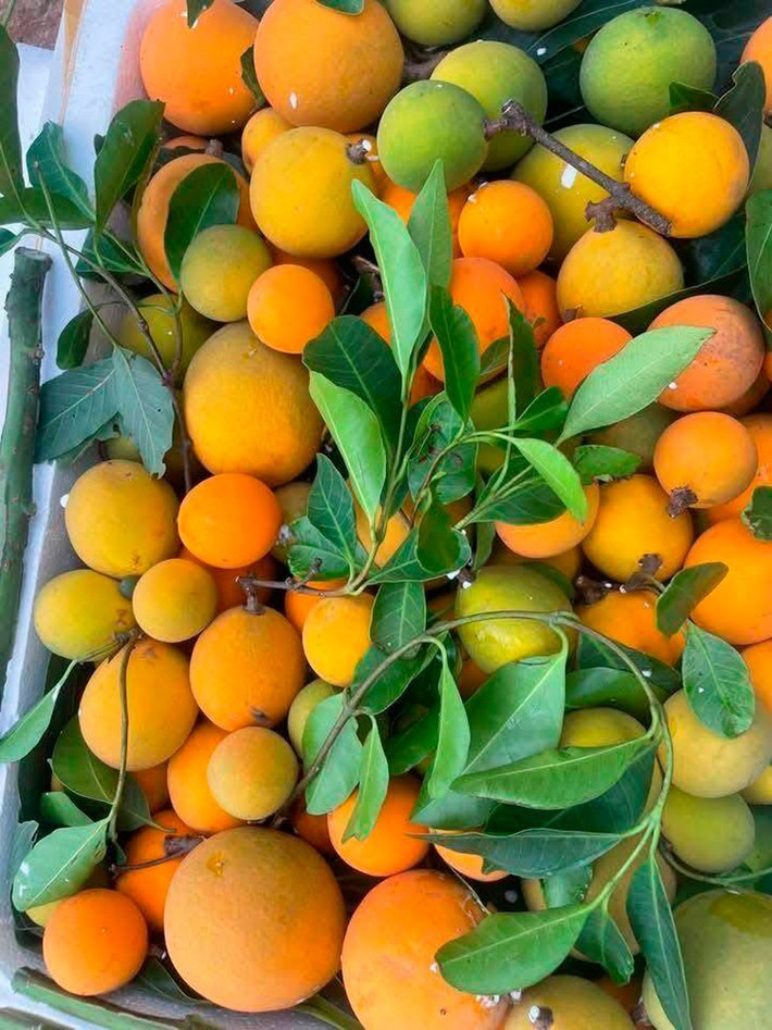 Trung bình, trái gùi giá từ 120.000-150.000 đồng/kg. Nhưng trên chợ mạng, có nơi rao bán trái gùi giá 210.000 đồng/kg, đắt ngang hoa quả nhập khẩu. Ảnh: Internet