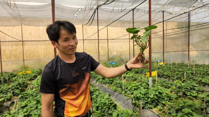 Anh Nguyễn Văn Tuyển – chủ một nông trại ở Lâm Đồng là một trong những người tiên phong trồng wasabi thành công ở Việt Nam. Ảnh: Người đua tin