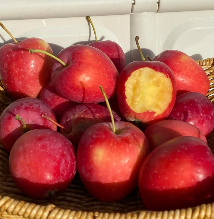 Bên cạnh hương vị, táo cherry còn được ưa chuộng bởi ngoại hình bắt mắt. Vỏ táo căng bóng đỏ tươi, thường được dùng làm quà biếu hoặc trang trí bàn ăn. Ảnh: Facebook