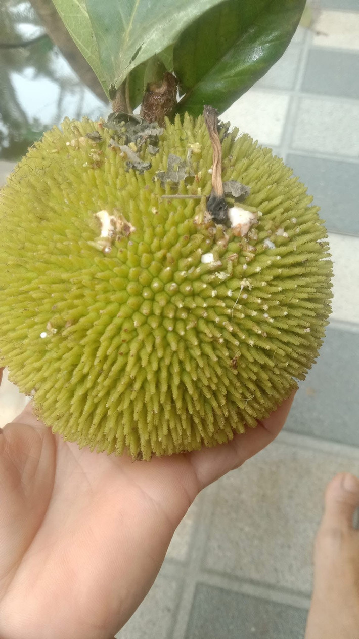 Loại mít này có lá như lá mít, vỏ chi chít gai, múi vàng ươm nhưng quả chỉ to bằng nắm tay người lớn. Ảnh: Facebook