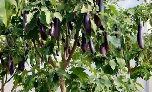 Nhiều người còn tìm đến tận nơi để chụp ảnh, học kinh nghiệm, biến khu vườn của người đàn ông này thành điểm chụp ảnh nổi tiếng. Ảnh: Sohu