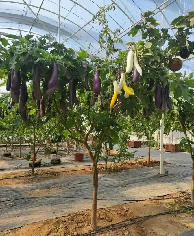 Đặc biệt, quả của “cây cà tím khổng lồ” này còn có vị ngon hơn hẳn so với các loại cà thông thường. Ảnh: Sohu