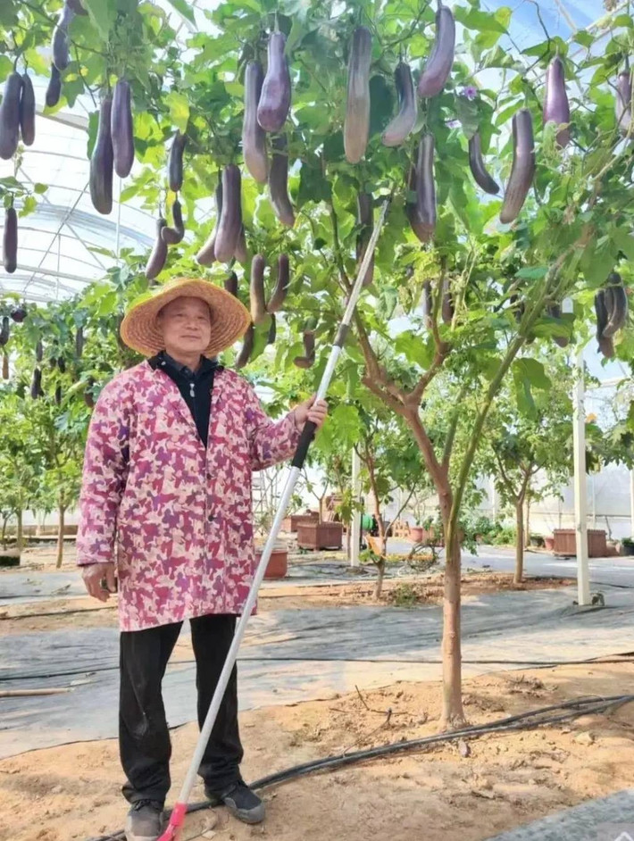 Theo Sohu, một người đàn ông ở Phúc Kiến (Trung Quốc) khiến cộng đồng mạng xôn xao khi chia sẻ hình ảnh các cây cà tím cao lớn, mỗi cây cho hơn 100kg quả mỗi năm. Ảnh: Sohu