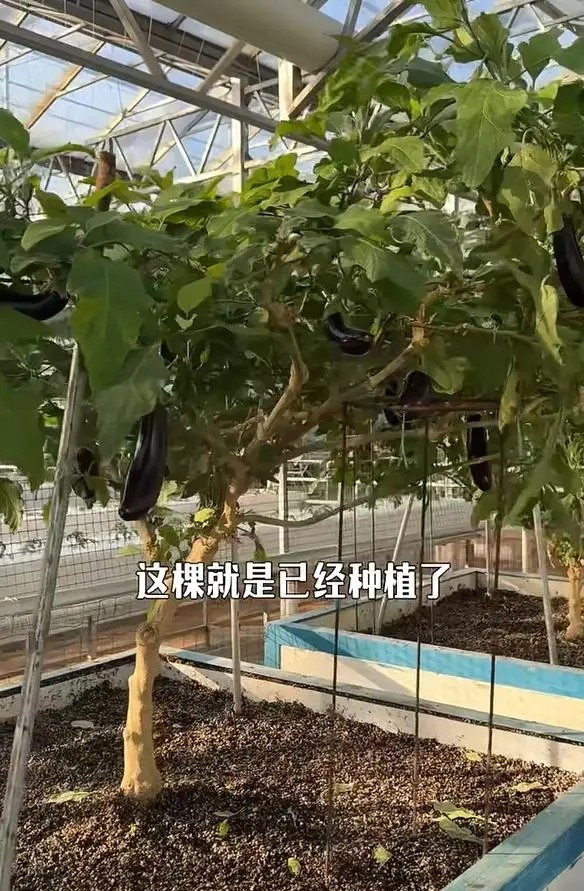 Hình ảnh cây cà tím khổng lồ nhanh chóng gây sốt trên mạng xã hội, thu hút hàng nghìn người chia sẻ và bình luận. Ảnh: Sohu