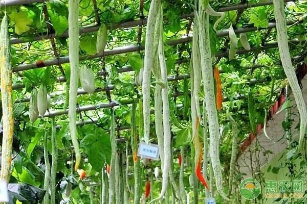 Mướp rắn là một loại rau độc đáo, có nguồn gốc từ Ấn Độ. Đúng như tên gọi, thân quả mướp rắn rất dài, có thể lên đến 1,5m. Ảnh: Cnhnb