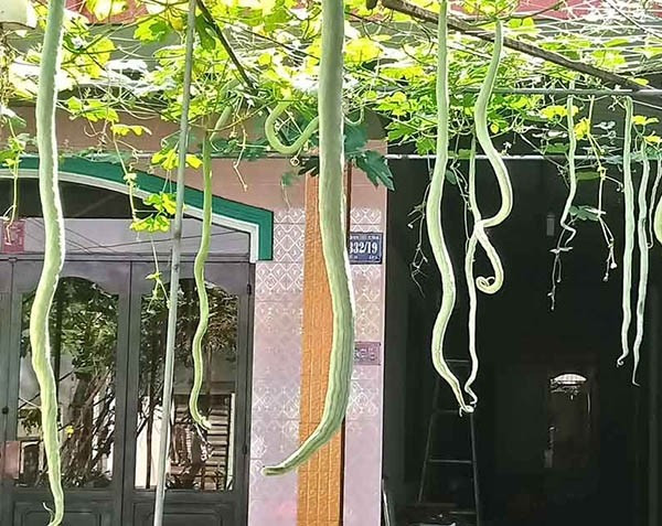 Trên thị trường, hạt giống mướp rắn có giá từ 8.000 - 22.000 đồng/gói. Ảnh: Hatgiongxinh