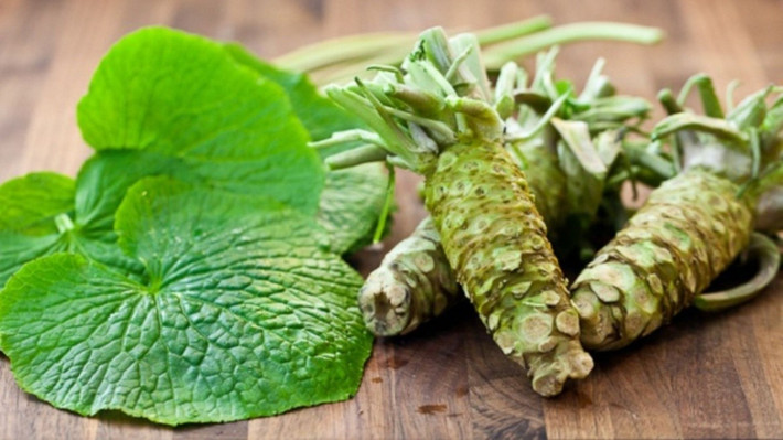 Wasabi rất nhạy cảm, chỉ cần bị úng nước, nắng gắt hoặc thiếu nước sạch là có thể chết. Ảnh: Internet