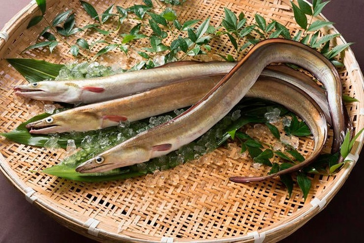 Trong khi đó, cá lạc loại trung bình giá khoảng 200.000 – 300.000 đồng/kg. Riêng những con cá lớn, chất lượng cao giá lên đến 350.000 – 400.000 đồng/kg. Ảnh: Internet
