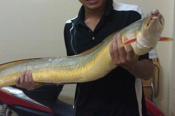 Điểm dễ nhận biết ở cá lạc là chiều dài có thể lên tới 2 mét. Ảnh: Minh Khang Food