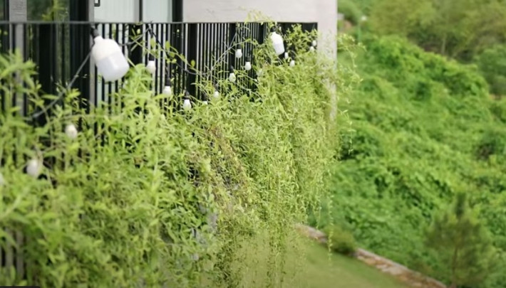 Xung quanh biệt thự được bao bọc bởi nhiều cây xanh. Ảnh chụp màn hình NhaF