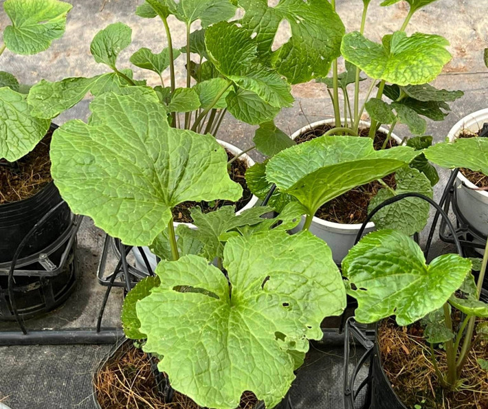 Wasabi rất nhạy cảm, chỉ cần bị úng nước, nắng gắt hoặc thiếu nước sạch là có thể chết. Ảnh: Người đưa tin
