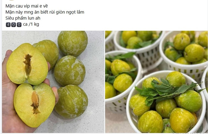 Những ngày đầu tháng 7, thị trường trái cây Việt Nam xuất hiện ồ ạt mận cau có nguồn gốc từ Trung Quốc. Ảnh chụp màn hình