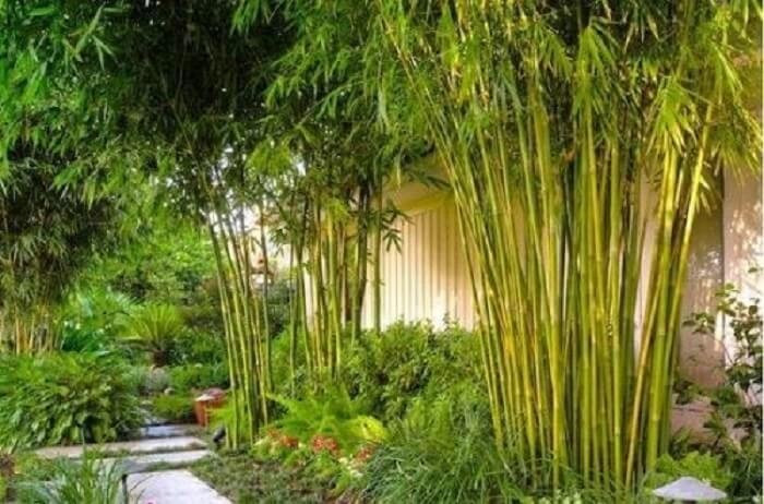 Bên cạnh đó, tre còn là biểu tượng của loài cây phú quý, mang lại sự no đủ. Tre có thể trồng quanh hàng rào, trước hiên nhà hoặc trong vườn. Ảnh: Facebook